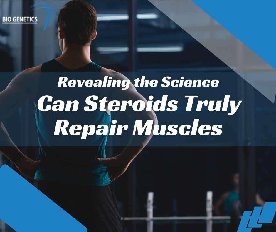 Can Steroids Truly Repair Muscles