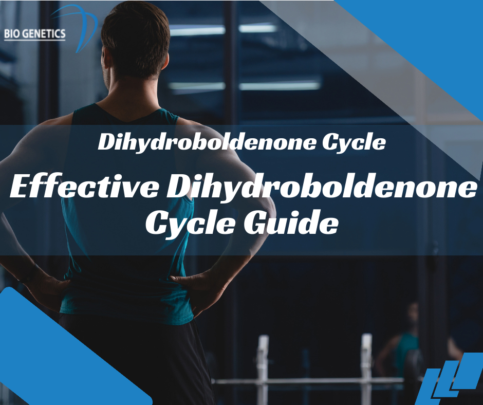 Effective Dihydroboldenone Cycle Guide