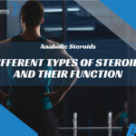 Different Types of Steroids and Their Function
